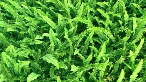 Zamknij Wiatr Zielony Fern Roślina Tło Zielona Paproć Liście Ruchu — Wideo stockowe
