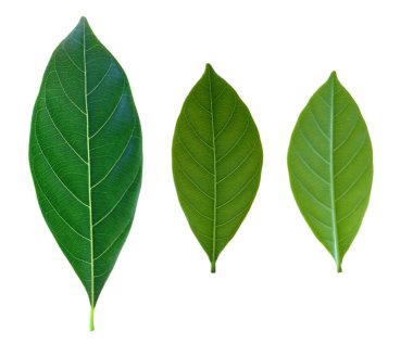 Yeşil yaprak kırpma yolu ile beyaz arkaplanda izole edildi