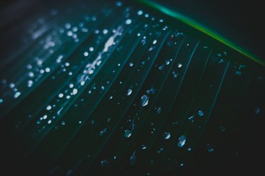 Arka planda yağmur suyuyla muz yaprakları, muz yaprağına su damlaları ve canlı ağ.