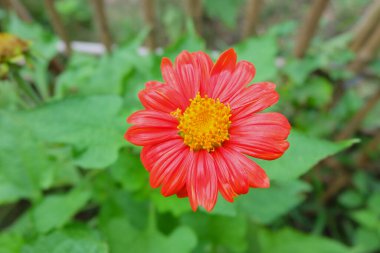 Bahçedeki kırmızı zinnia çiçeği. Yumuşak odak ve bulanık arka plan, seçilmiş odak, yakın plan.