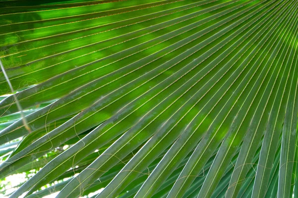 Feuille Verte Tropicale Fond Surface Détails Rapprochés Texture — Photo