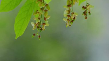 Rüzgarda sallanan güzel beyaz akasya çiçekleri. Doğa arkaplanı