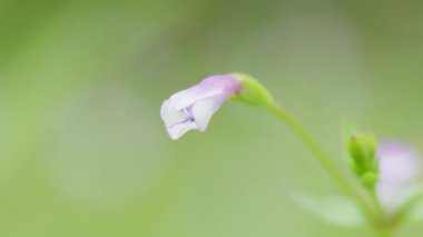 Bulanık yeşil arkaplanı olan beyaz ve mor çiçekler.