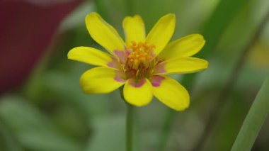 Rüzgarda sallanan güzel sarı zinyalar. Doğa arkaplanı