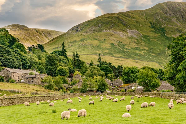 Sheep Field Lake District — Stock Photo, Image