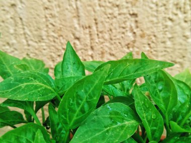 Islak yeşil fesleğen yaprakları  