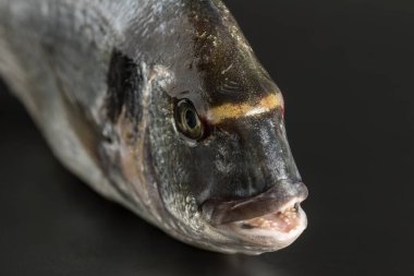 Yarım vücut Gilthead 'in hayatı siyah arka planda köşegen sağa bakıyor.