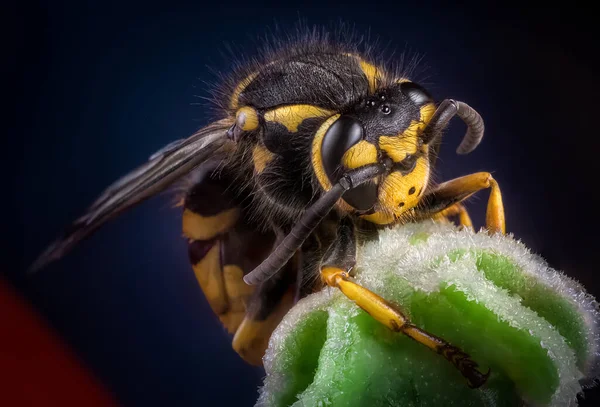 wasp on a flower