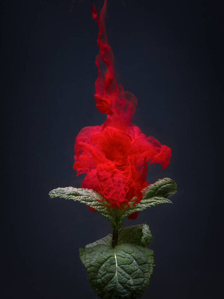red flower on a dark background