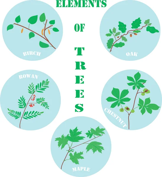 Ağaç elementleri. Botanik çizimler. Çocuk edebiyatı için resim. Orman ağaçları. Dallar. Bahar ve yaz yaprakları. Vektör. Botanik baskısı