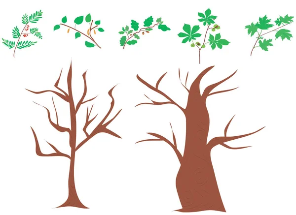 Ağaçların detayları: gövde ve taç. Orman ağaçlarının birleşimi. Huş ağacı, meşe, rowan, kestane, akçaağaç. Dallar. Bahar ve yaz yaprakları. Vektör. Botanik baskısı