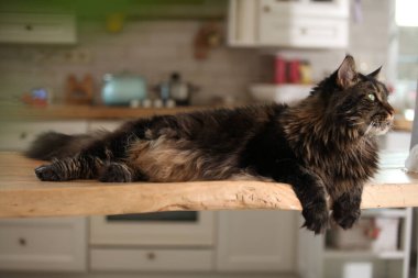 Kocaman tüylü kedi Meykun mutfak masasında yatar ve pencereden dışarı bakar. Gri, kahverengi ve büyük pençeleri var..
