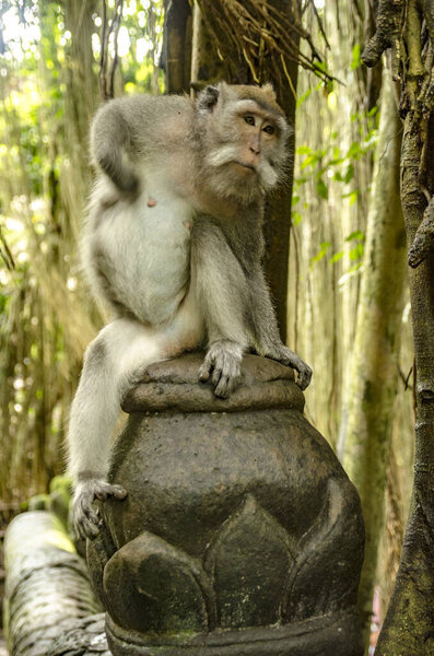 Mono en el monkey forest de Ubud Bali, Indonesia