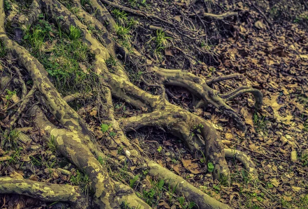 靠近河岸的平坦树的大树根 — 图库照片