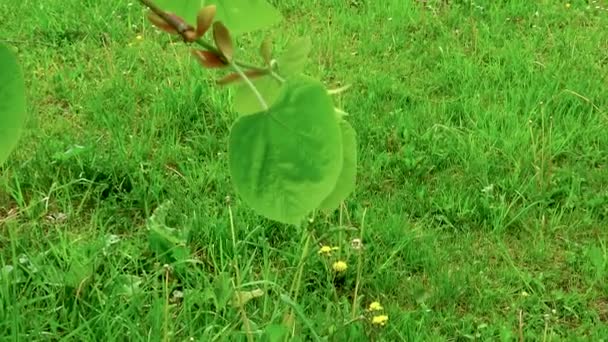 Small Tree Branch Several Green Leaves Waving Light Breeze Spring — Stock Video