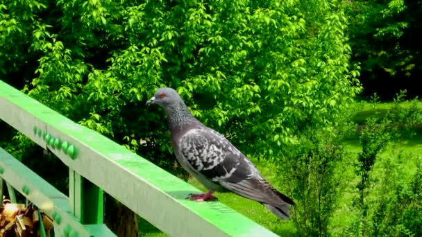 鳩は金属製の柵の上に立っていて 晴れた春の日に見ています — ストック動画