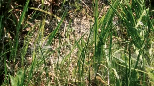 Red Araña Extendida Entre Las Plantas Del Prado Durante Soleado — Vídeo de stock