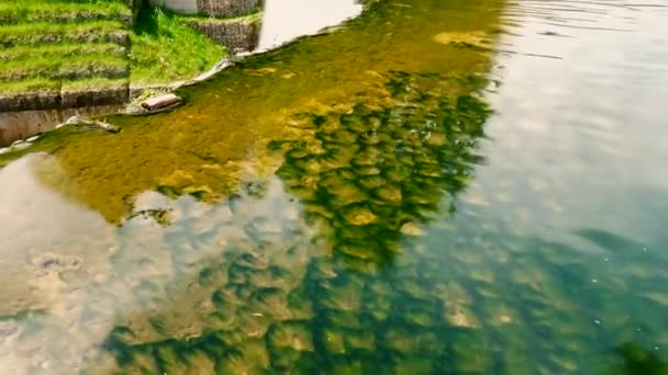 Bosna Hersek Jajce Kentindeki Pliva Nehrinin Kristal Berrak Suyu Şelaleye — Stok video