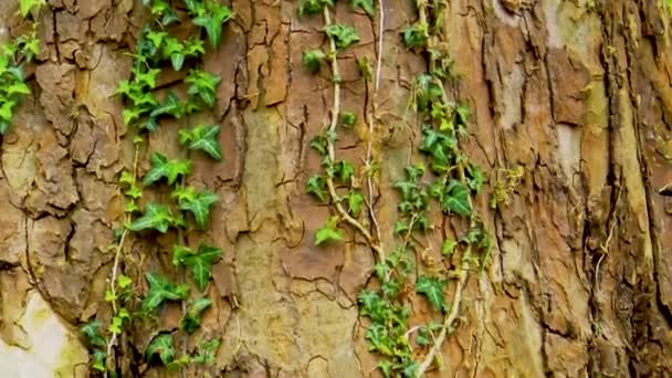 Yeşil Yapraklı Yabani Sarmaşık Bitkisi Gövdeye Büyük Uçak Ağacının Kabuğuna — Stok video