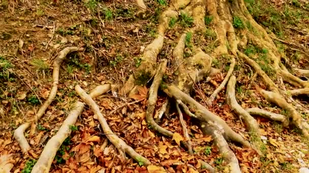 Grandes Raíces Viejo Árbol Plano Que Sobresale Esté Por Encima — Vídeos de Stock