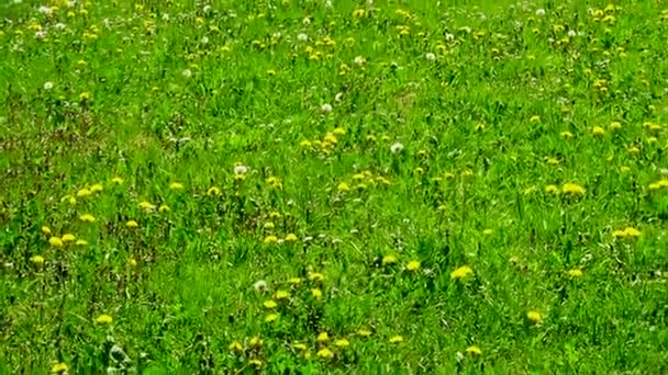 Łąka Zieloną Trawą Żółtymi Kwiatami Mniszka Podczas Słonecznego Wiosennego Dnia — Wideo stockowe