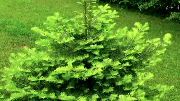 Jeune pin avec de nouvelles feuilles fraîches debout dans la prairie entourée de verdure pendant le jour du printemps. 