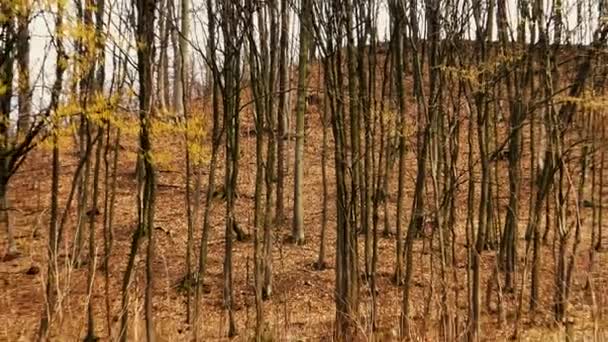 Paisagem Natural Árvores Florestais Jovens Pequena Colina Durante Dia Primavera — Vídeo de Stock