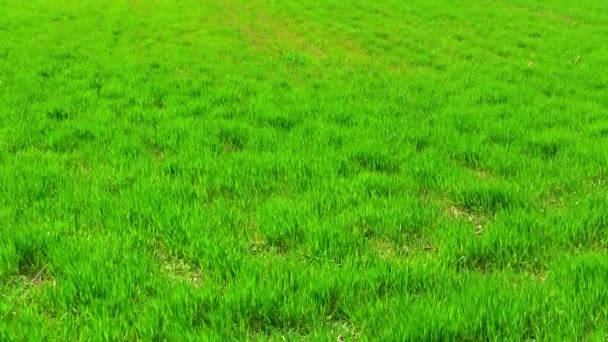 Frisches Wiesengrünes Gras Weht Bei Leichter Brise Sonnigen Frühlingstagen Landschaft — Stockvideo