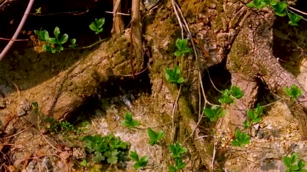 Färska Gröna Plantblad Som Växer Gamla Trädrötter — Stockvideo