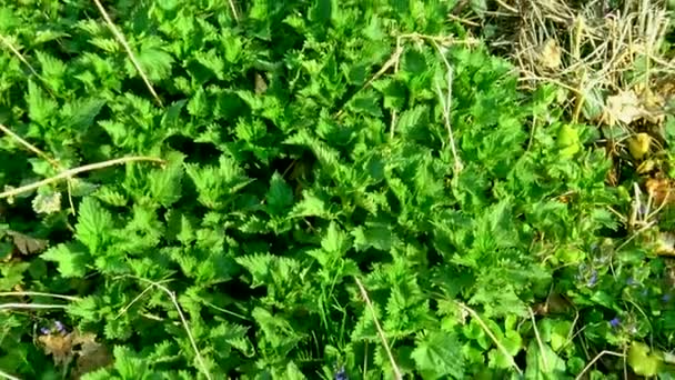 Cespuglio Ortica Verde Fresca Tra Altre Piante Selvatiche Durante Soleggiata — Video Stock