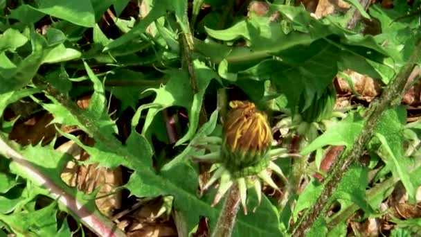 Närbild Förhandsvisning Unga Maskros Blomma Bland Många Andra Äng Gröna — Stockvideo