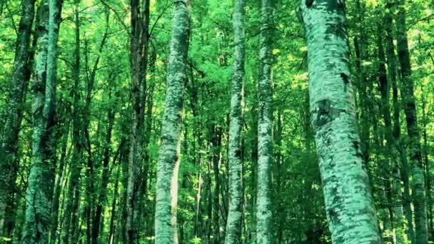 Vacker Vild Skog Med Gröna Blad Solig Vårdag — Stockvideo