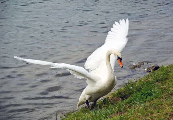 Белый Лебедь Вылезает Воды Расправляет Крылья — стоковое фото