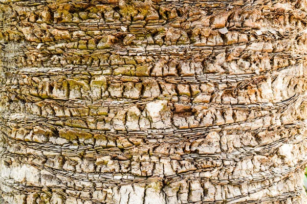 Close Palm Tree Trunk Totally Close Palm Tree Bark Beautiful — Stock Photo, Image