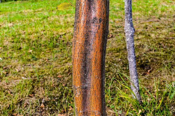 ヨーロッパまたは一般的な角線 カルピナス ベトゥルス ラテン語 南イングランドを含むアジアや中央ヨーロッパ 東ヨーロッパ 南ヨーロッパに自生する ホーンビーム樹皮の異常な茶色 — ストック写真