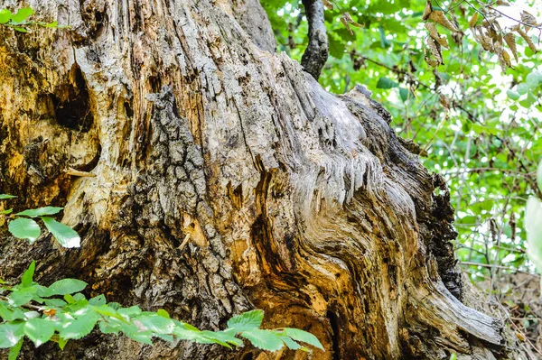 Tocón Árbol Grande Con Textura Marrón Cubierto Vegetación Del Bosque —  Fotos de Stock