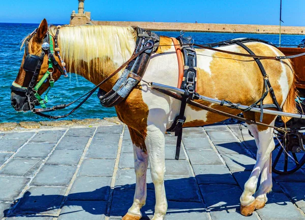 Turystyczny Koń Głównym Placu Mieście Chania Kreta Grecja Mały Koń — Zdjęcie stockowe