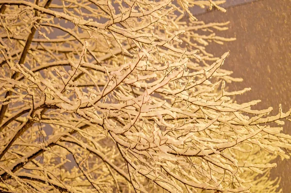 Gałęzie Drzew Pokryte Świeżym Śniegiem Podczas Wieczornej Burzy Śnieżnej — Zdjęcie stockowe