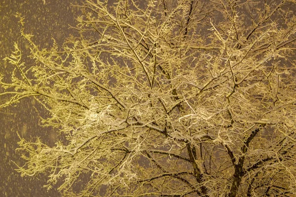Drzewo Gałęzie Pokryte Śniegiem Śnieżną Zimową Noc — Zdjęcie stockowe
