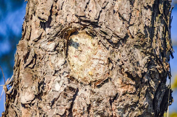 Çam Ağacı Gövdesi Kabuğu Kapanıyor Çam Ağacı Kabuğunun Doğal Dokusu — Stok fotoğraf