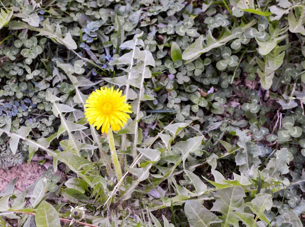 Lkbaharda Çiçek Açan Karahindiba Çiçeği — Stok fotoğraf