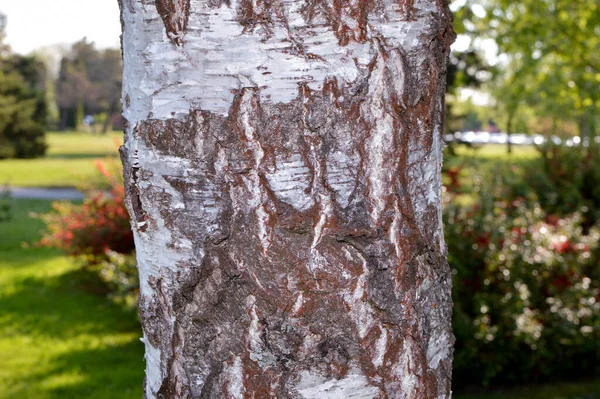 Björkbark Närbild Björkbark Naturmiljö Björkbark Parken Vacker Natur Med Många — Stockfoto