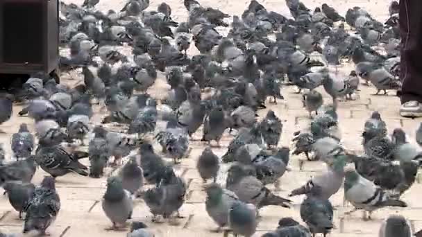 Las Palomas Reunieron Popular Plaza Sebilj Durante Frío Día Otoño — Vídeos de Stock