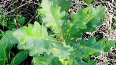 Genç meşe ağacı, güneşli sonbahar gününün erken saatlerinde rüzgarda savrulur..