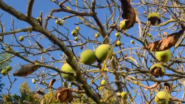 Ořechy Stromě Zelené Skořápce Začátku Podzimního Slunečného Dne Ořechy Větvích — Stock video
