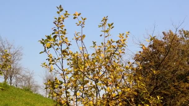 Starý Švestkový Strom Bez Listí Sadu Lesem Pozadí Začátku Podzimu — Stock video