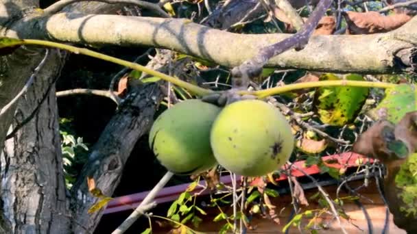 Pár Vlašských Ořechů Zelených Skořápkách Větvích Začátku Podzimního Jasného Dne — Stock video