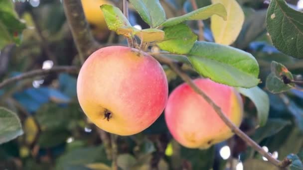 Güneşli Sonbahar Gününde Elma Dallarında Olgunlaşmış Elmalar Elma Ağacının Dallarında — Stok video