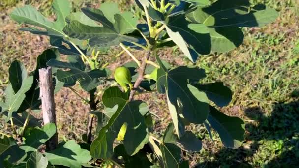 Feigenbaum Mit Reifen Kleinen Feigenfrüchten Obstgarten Sonnigen Frühherbsttag Bio Kleiner — Stockvideo