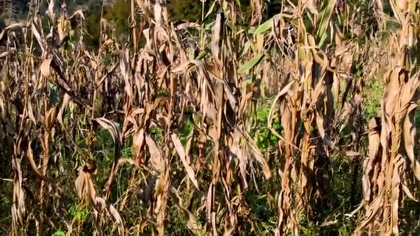 Campo Maíz Maduro Listo Para Cosecha Soleado Día Otoño — Vídeo de stock